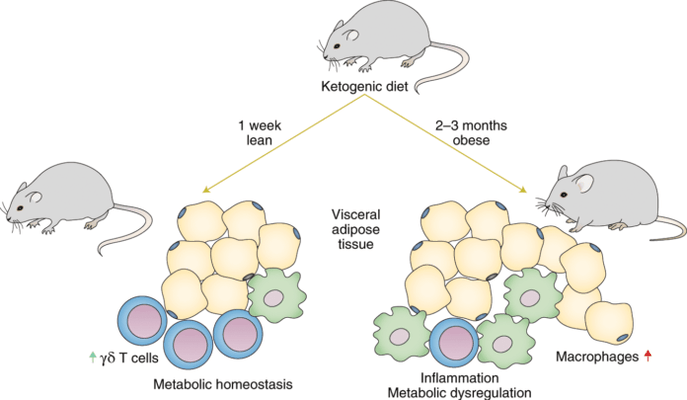 Following a keto diet, immune gamma delta T cells decrease and macrophages increase in adipose tissue.