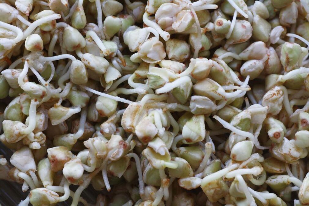 sprouted buckwheat to lose weight